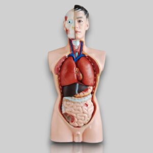 Anatomy Models