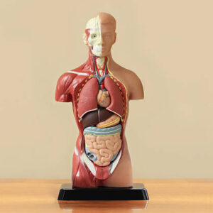 Biological Models