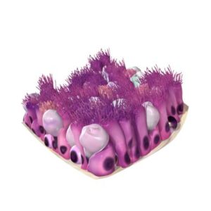 Histology Models