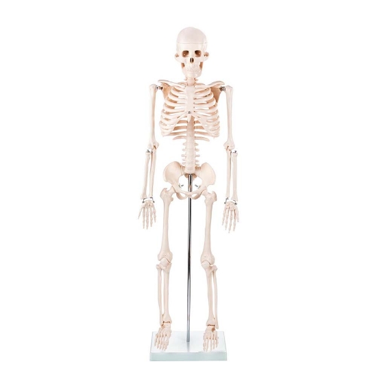 ZTC-018: Human Skeleton Model (85cm Tall)