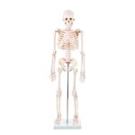 ZTC-018: Human Skeleton Model