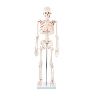 ZTC-018: Human Skeleton Model