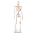 ZTC-018: Human Skeleton Model