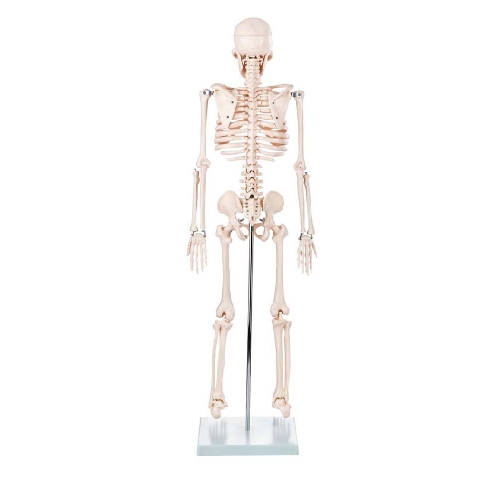ZTC-018: Human Skeleton Model