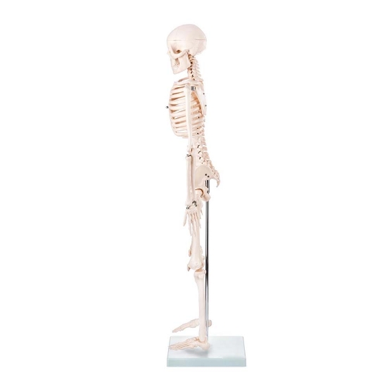 ZTC-018: Human Skeleton Model (85cm Tall)