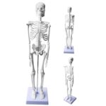 ZTC-020: Human Skeleton Model