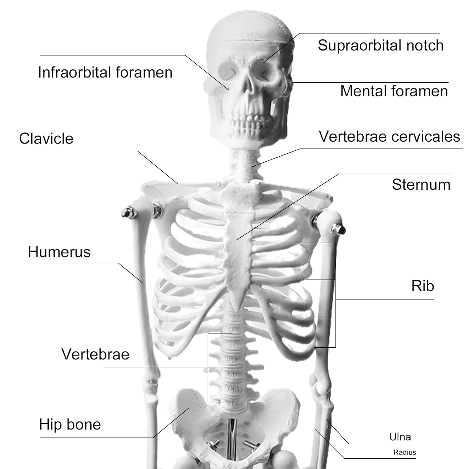 ZTC-020: Human Skeleton Model 45cm