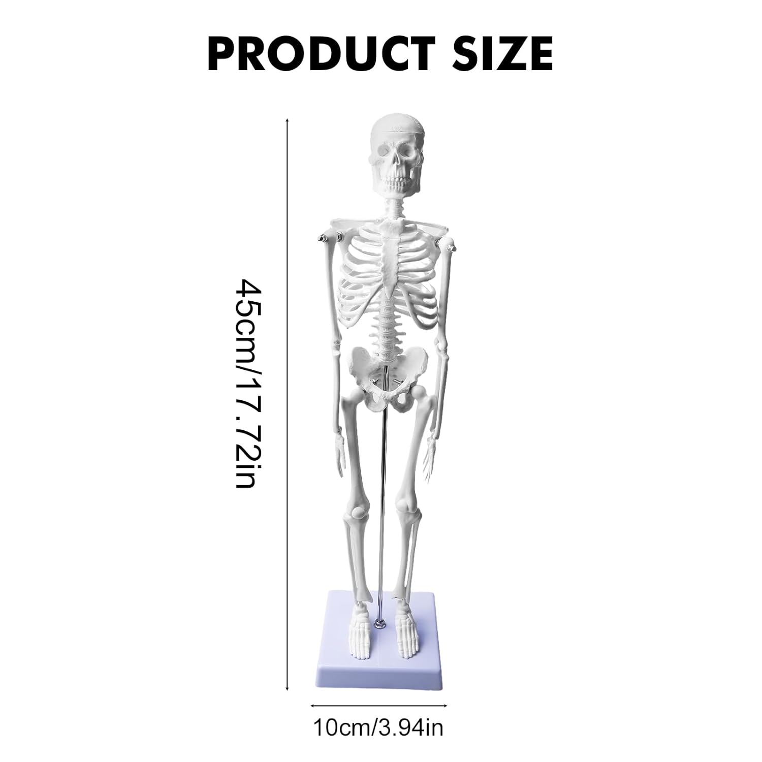 ZTC-020: Human Skeleton Model 45cm