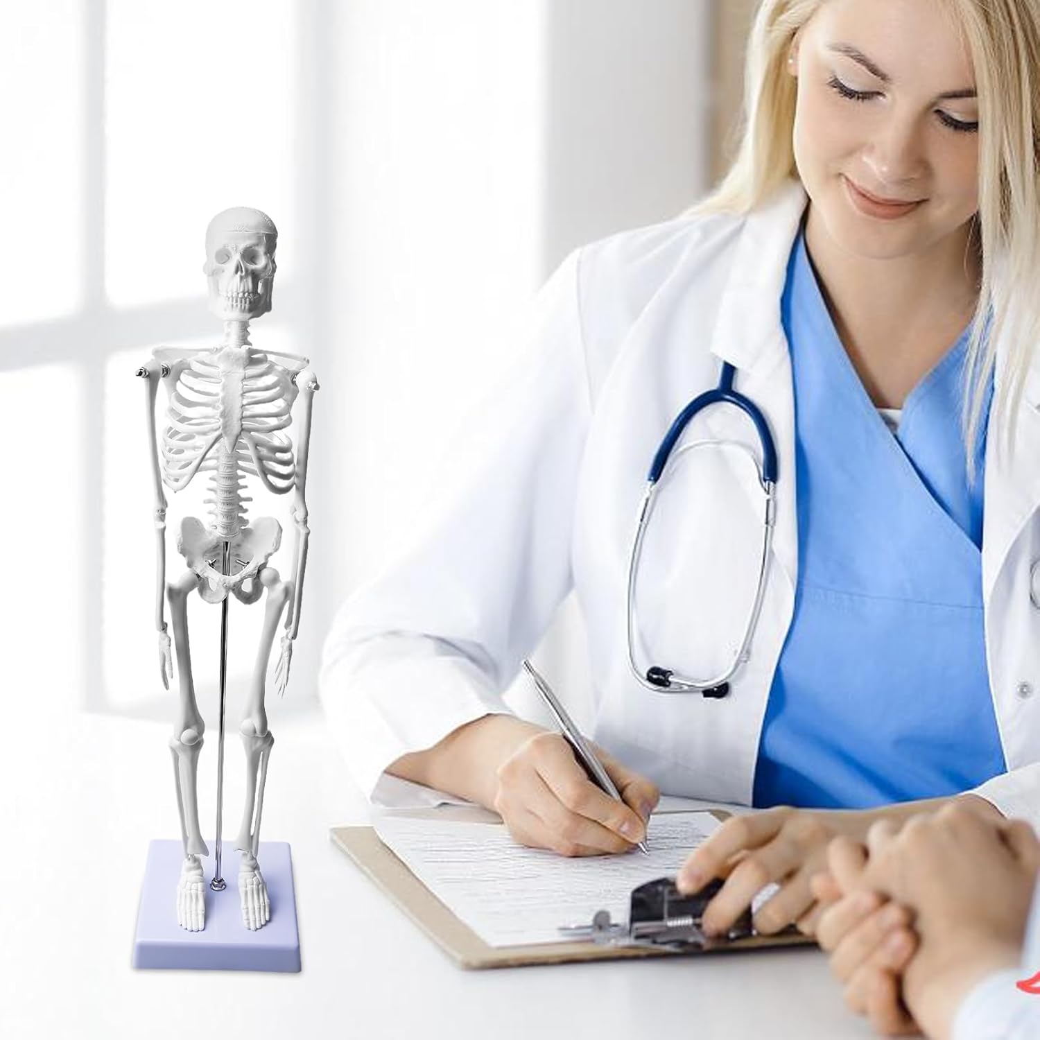 ZTC-020: Human Skeleton Model 45cm