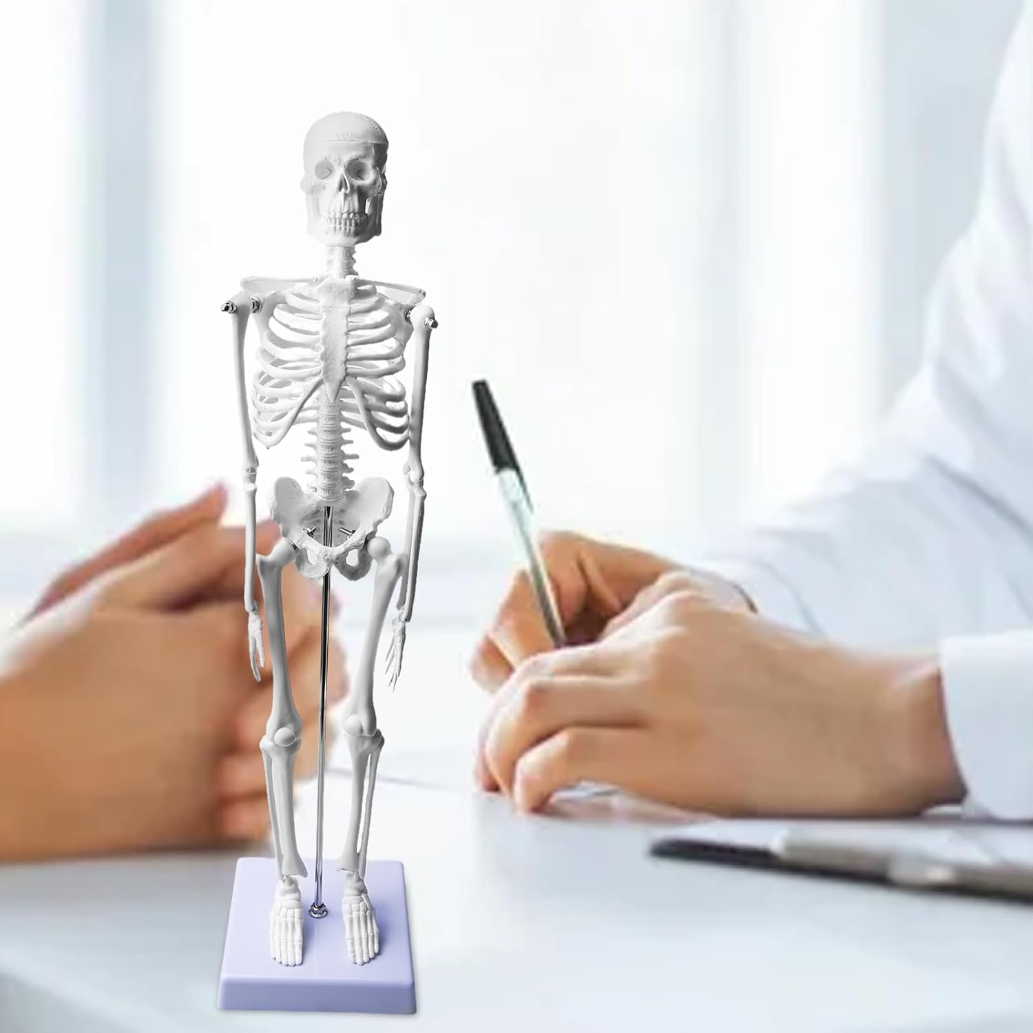 ZTC-020: Human Skeleton Model 45cm