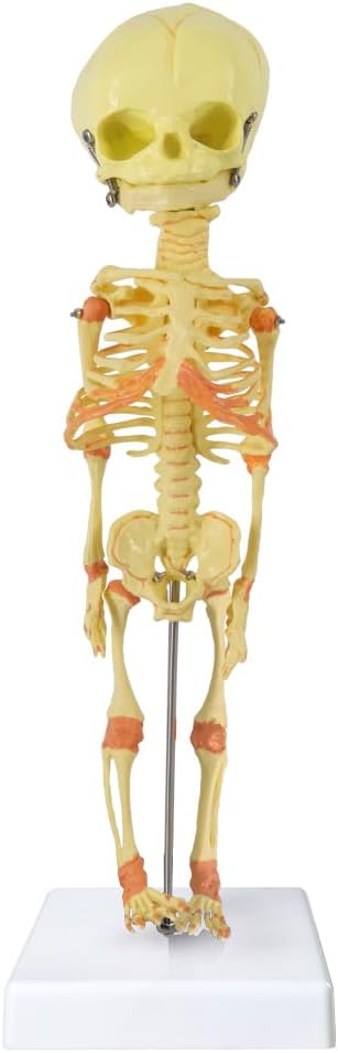 ZTC-021: Human Fetus Skeleton, Single Head Human Newborn Baby Skeleton Model