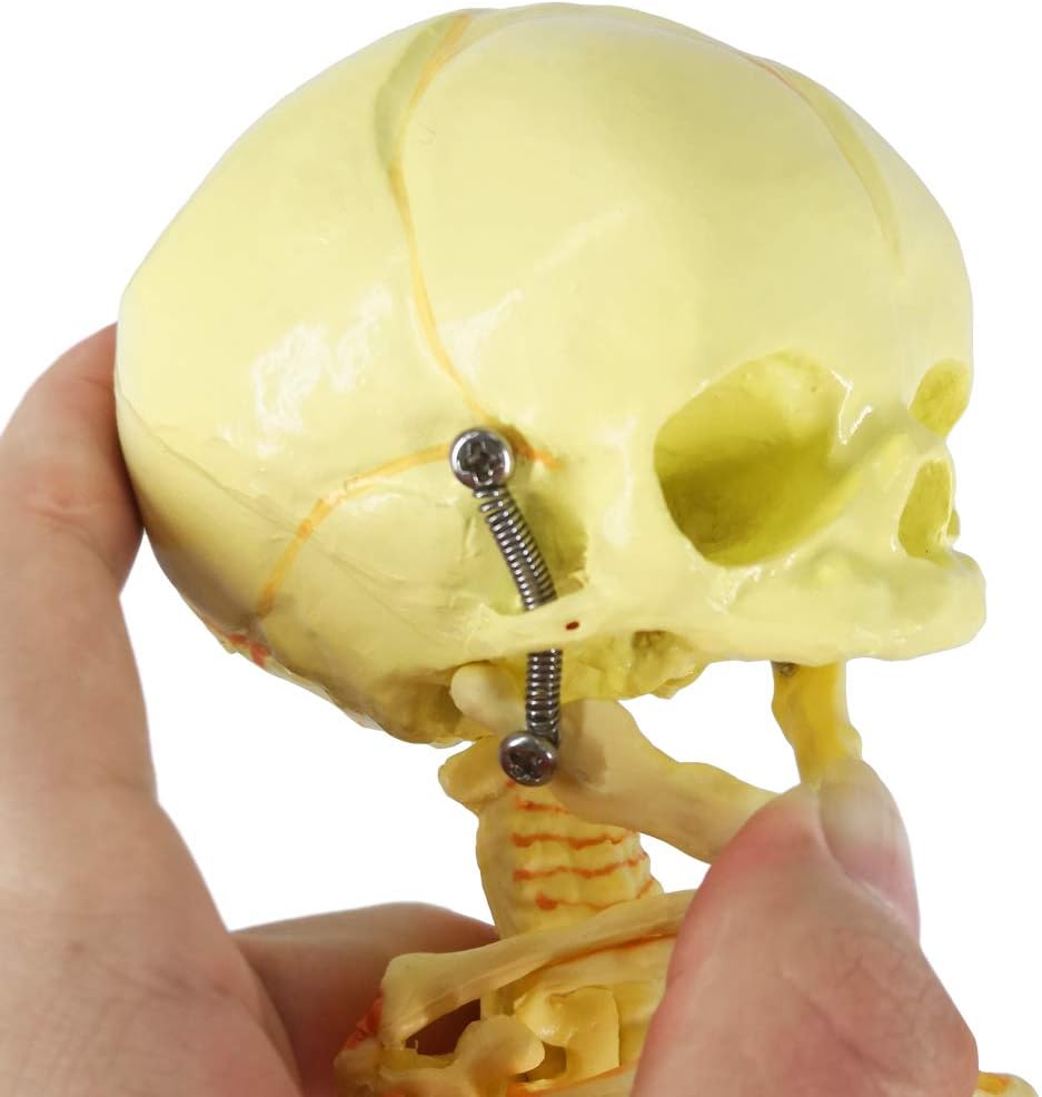 ZTC-021: Human Fetus Skeleton, Single Head Human Newborn Baby Skeleton Model