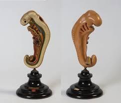 Embryology Models