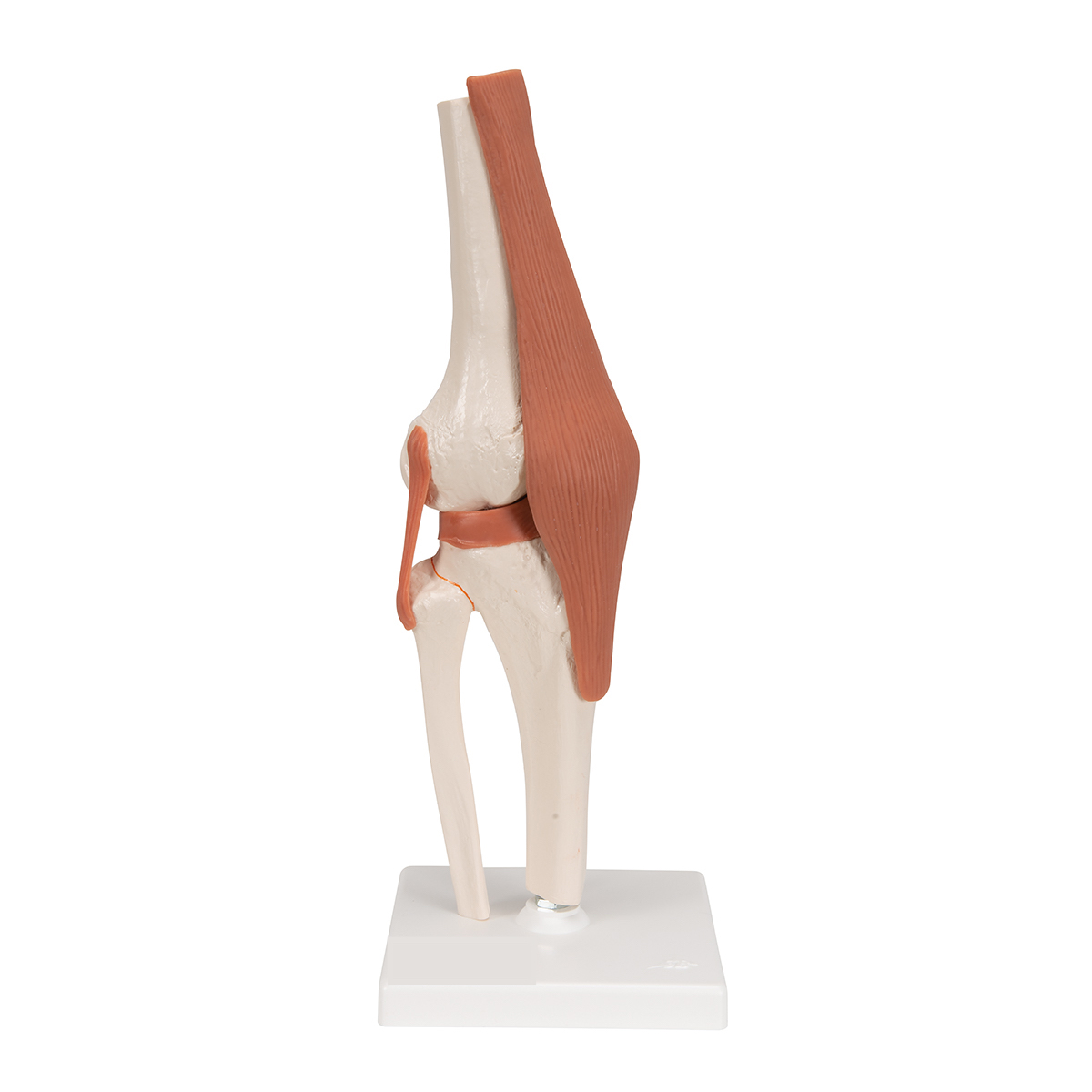 ZTC-052: Human Knee Joint Model