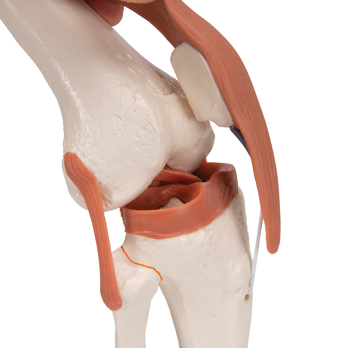 ZTC-052: Human Knee Joint Model