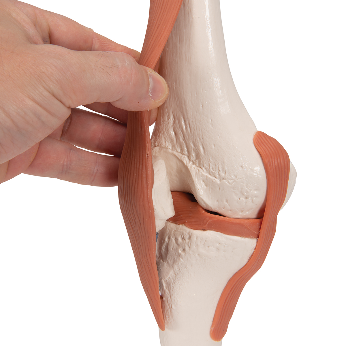 ZTC-052: Human Knee Joint Model