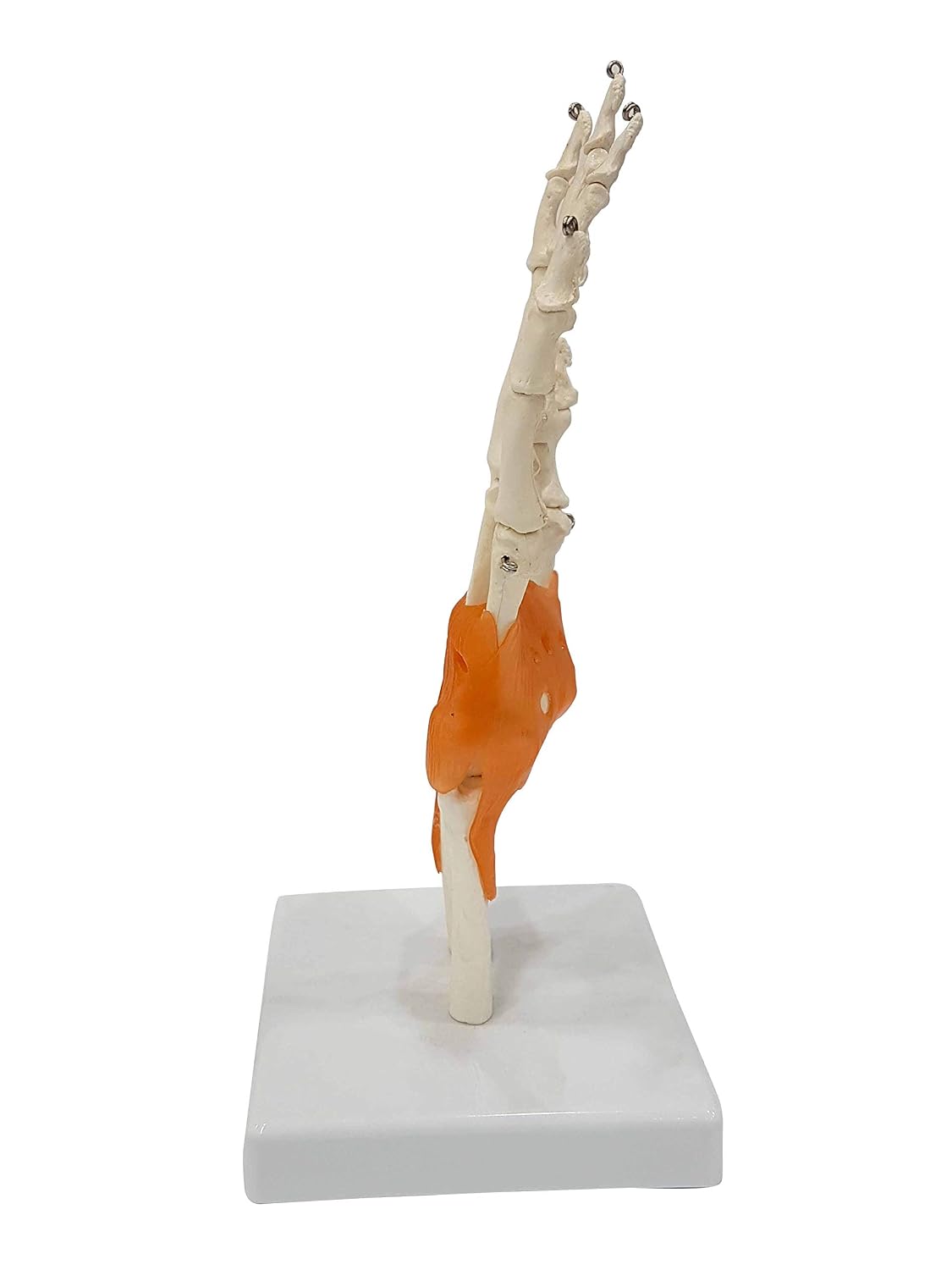 ZTC-053: Wrist Joint Model