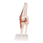ZTC-052: Human Knee Joint Model