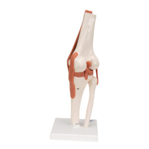 ZTC-052: Human Knee Joint Model