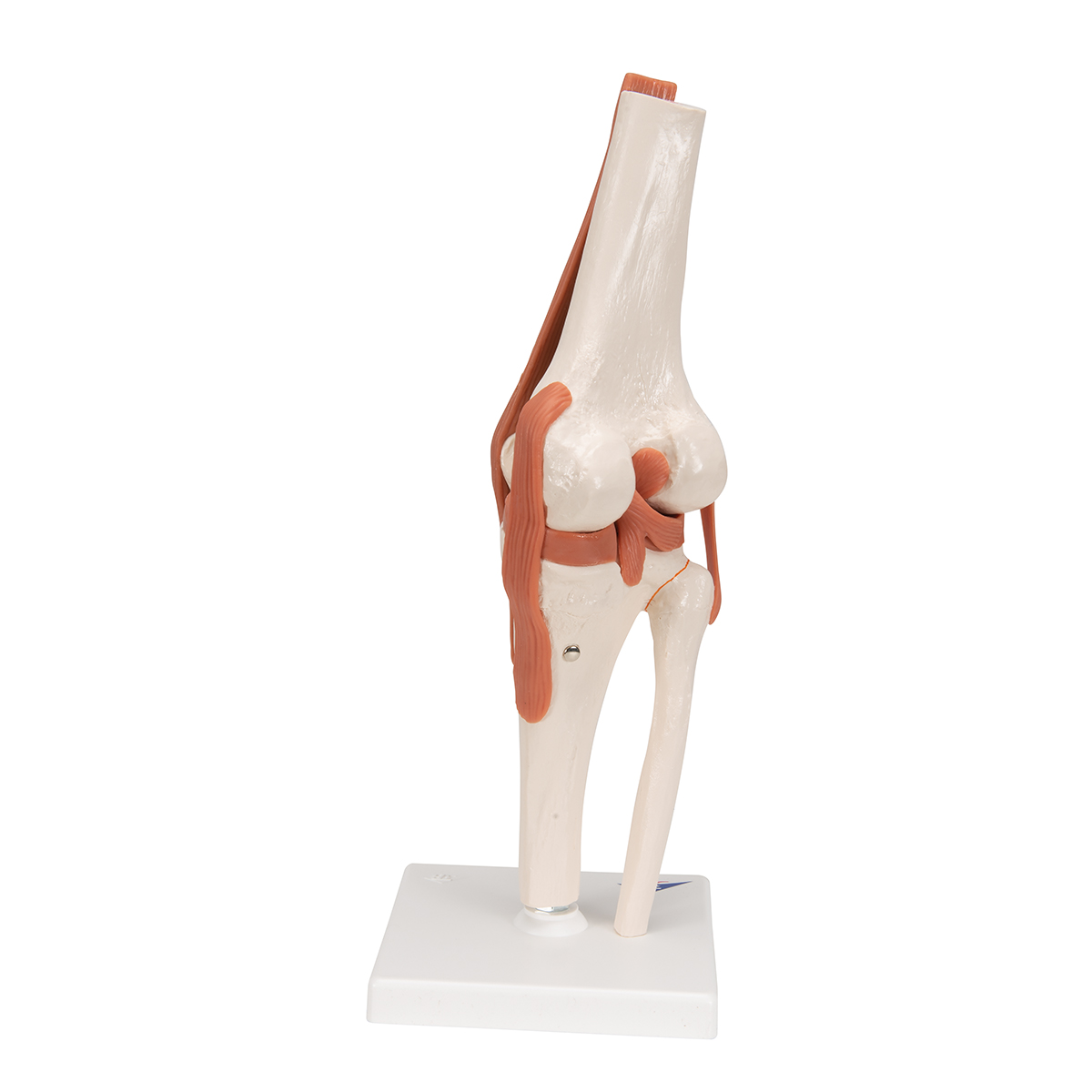 ZTC-052: Human Knee Joint Model