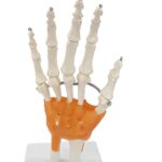 ZTC-053: Wrist Joint Model
