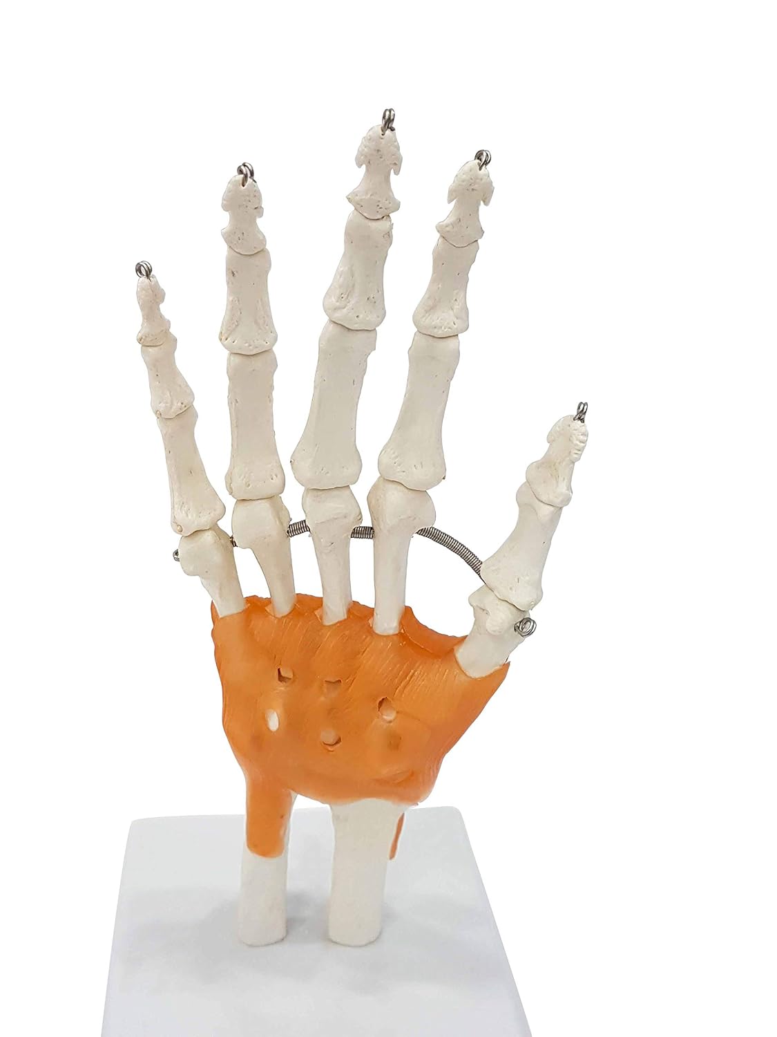 ZTC-053: Wrist Joint Model