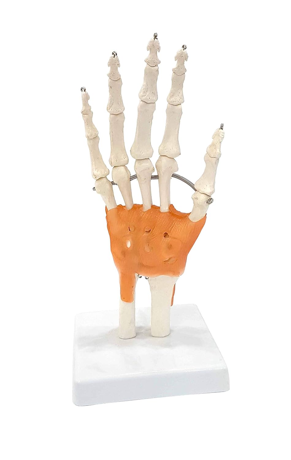 ZTC-053: Wrist Joint Model