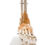 ZTC-054: Human Ankle Joint Model