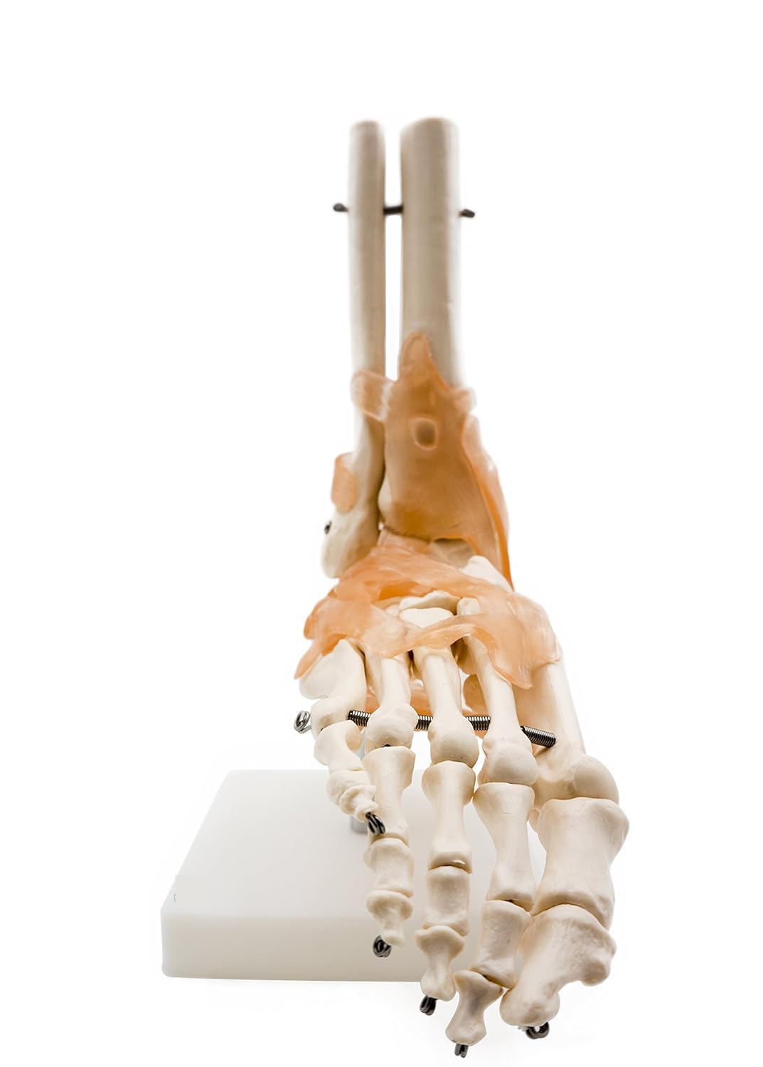 ZTC-054: Human Ankle Joint Model