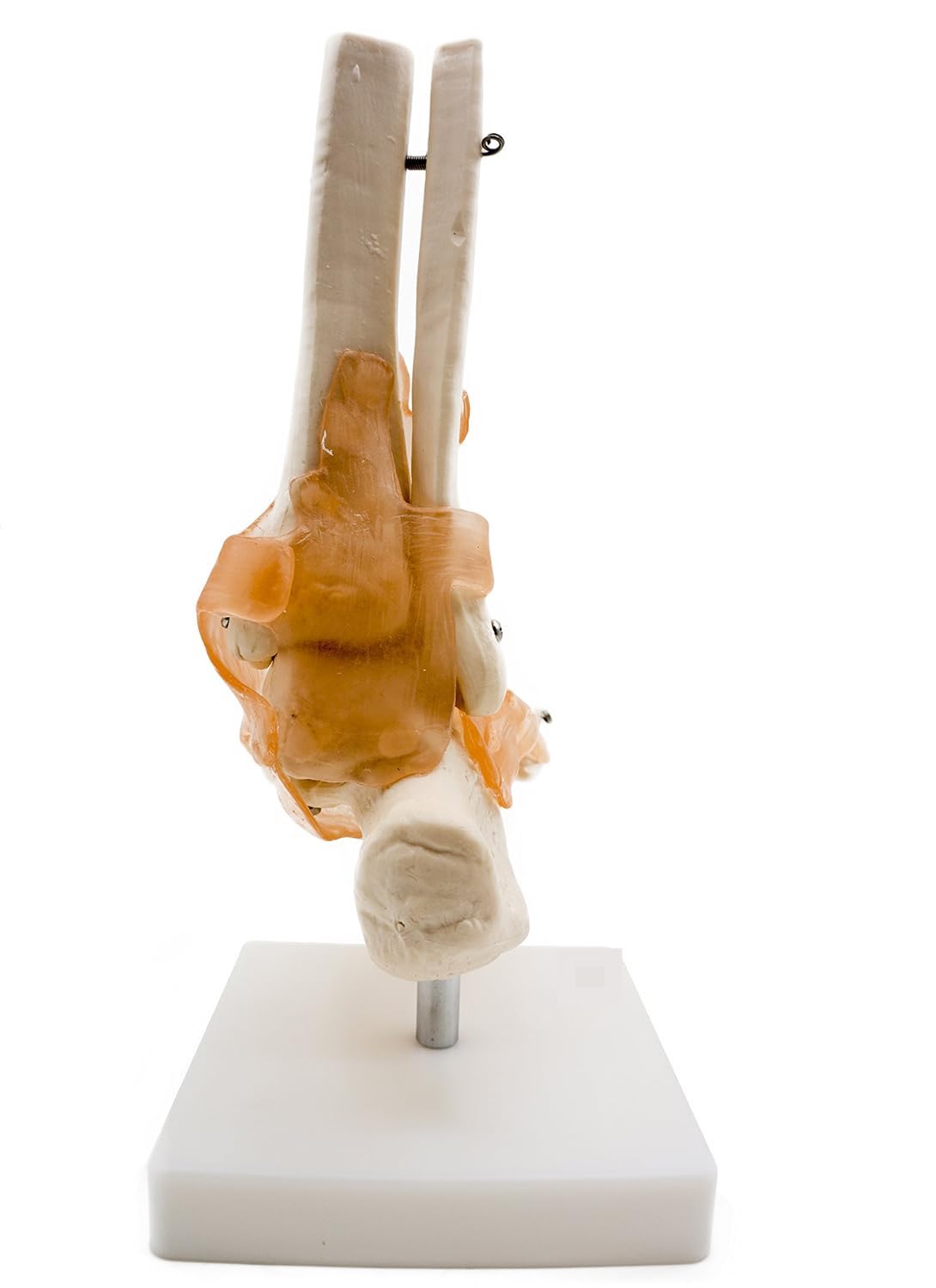 ZTC-054: Human Ankle Joint Model