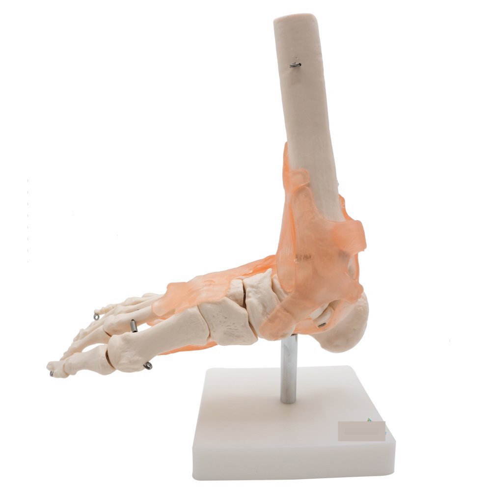 ZTC-054: Human Ankle Joint Model
