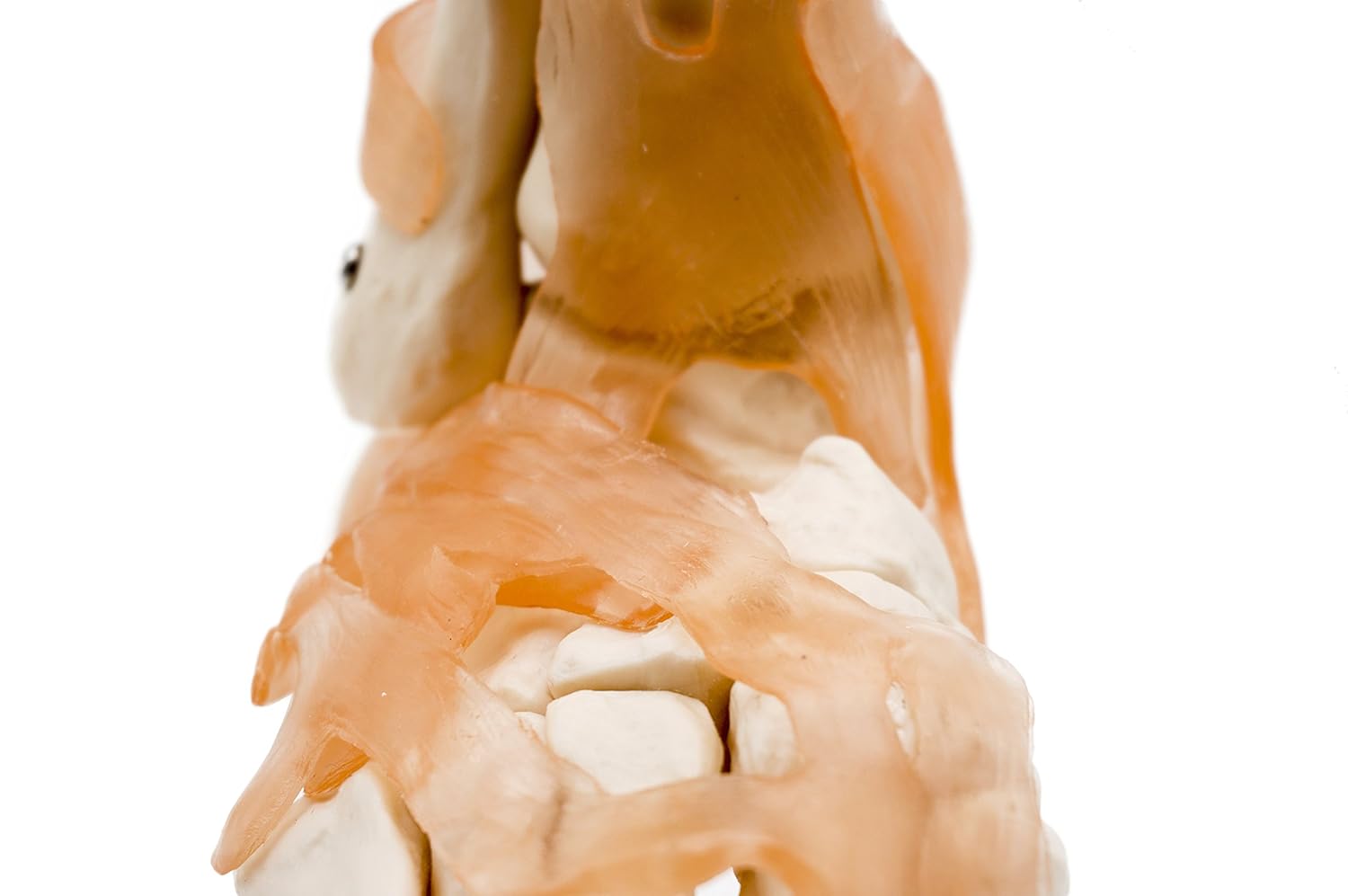 ZTC-054: Human Ankle Joint Model