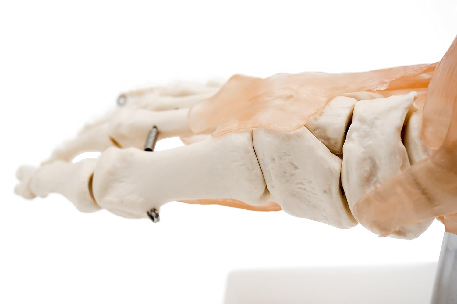 ZTC-054: Human Ankle Joint Model
