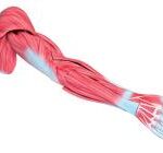 ZTC-055: Human Muscular Upper Limb Model