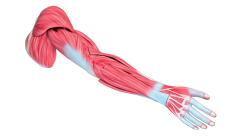 ZTC-055: Human Muscular Upper Limb Model