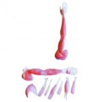 ZTC-055: Human Muscular Upper Limb Model