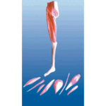 ZTC-056: Muscular Lower Limb Model