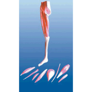 ZTC-056: Muscular Lower Limb Model