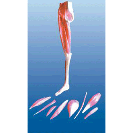 ZTC-056: Muscular Lower Limb Model