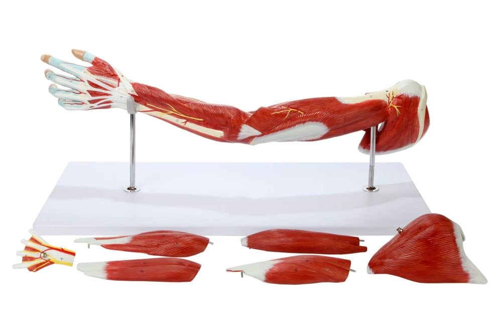 ZTC-057: Muscular Upper Limb Model 7 parts Life Size