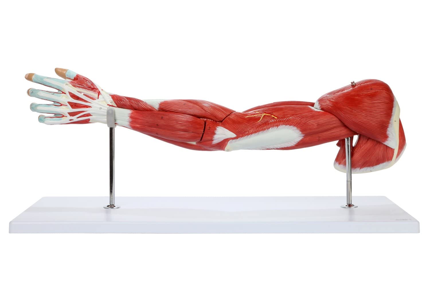 ZTC-057: Muscular Upper Limb Model 7 parts Life Size