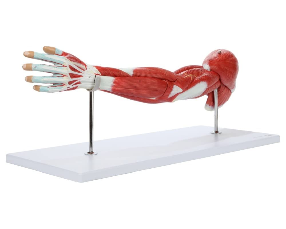 ZTC-057: Muscular Upper Limb Model 7 parts Life Size