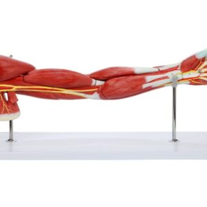 ZTC-057: Muscular Upper Limb Model 7 parts Life Size