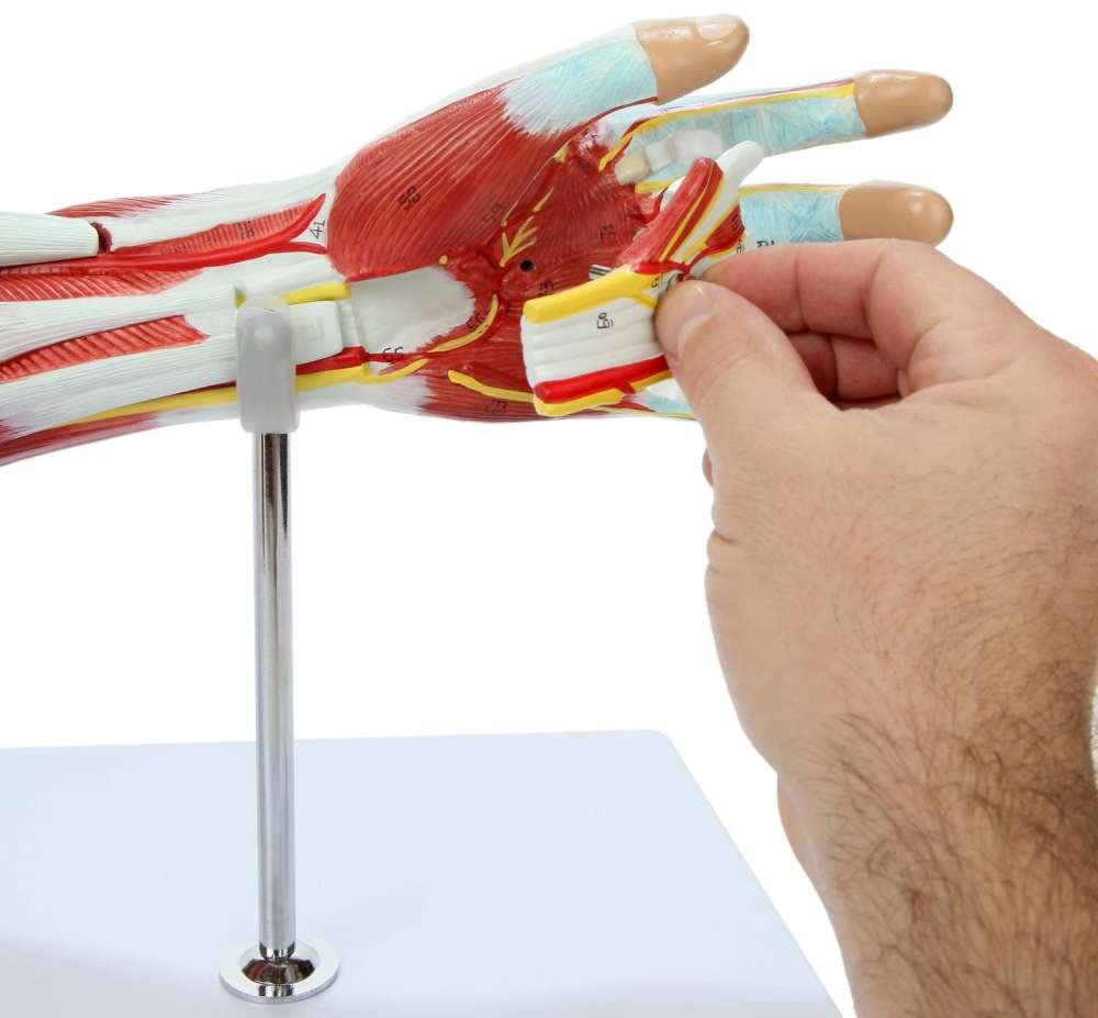 ZTC-057: Muscular Upper Limb Model 7 parts Life Size