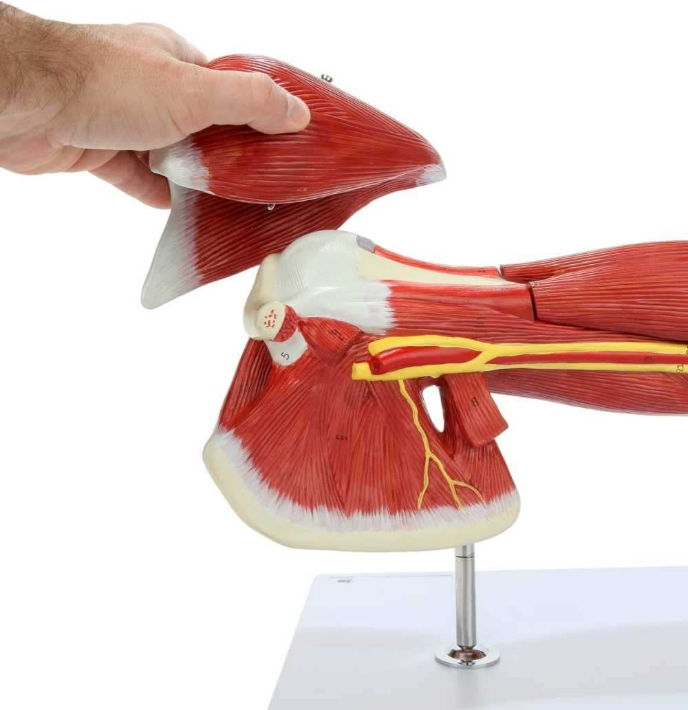 ZTC-057: Muscular Upper Limb Model 7 parts Life Size