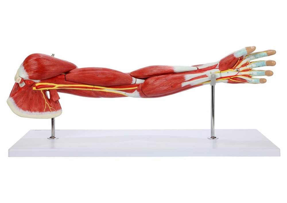 ZTC-057: Muscular Upper Limb Model 7 parts Life Size
