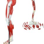 ZTC-058: Muscular Lower Limb Model 13 parts Life Size