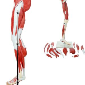 ZTC-058: Muscular Lower Limb Model 13 parts Life Size