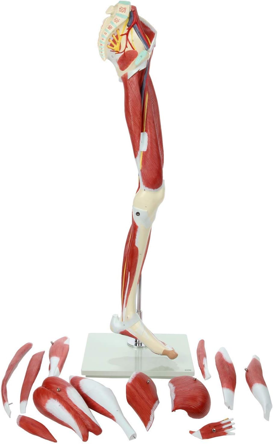 ZTC-058: Muscular Lower Limb Model 13 parts Life Size