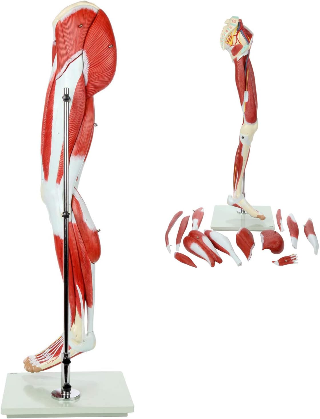 ZTC-058: Muscular Lower Limb Model 13 parts Life Size